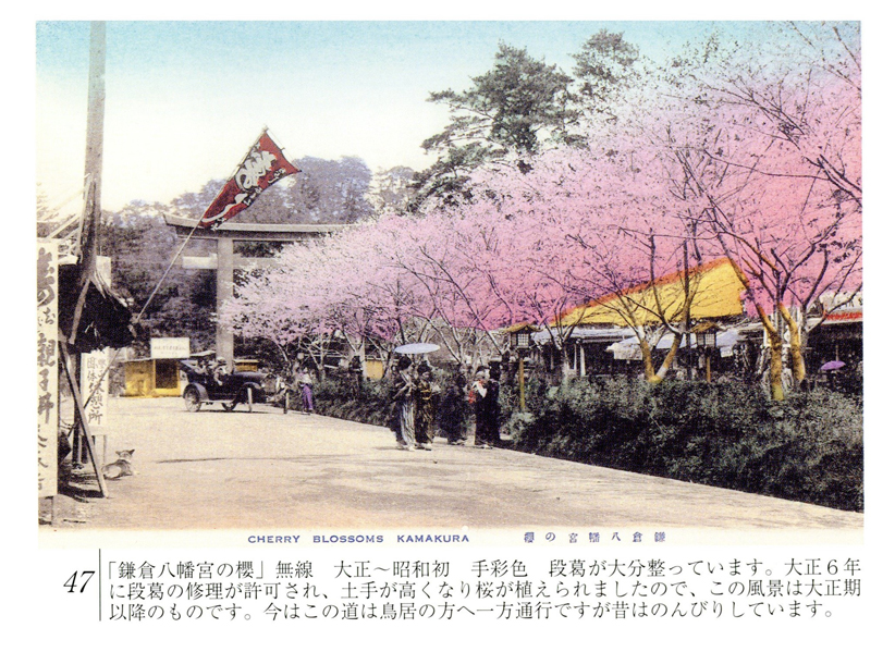 鎌倉八幡宮の櫻 CHERRY BLOSSOMS KAMAKURA